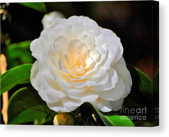 Flowers Canvas Print featuring the photograph Natures Perfection by Kathy Baccari