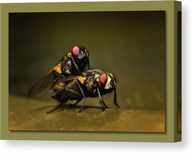 Flies Canvas Print featuring the photograph Naughty flies 01 by Kevin Chippindall