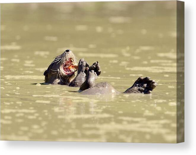 Amazon Canvas Print featuring the photograph Neotropical river otter eating a fish by Science Photo Library