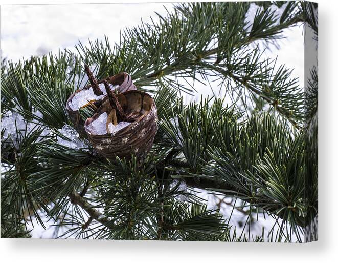 Fir Canvas Print featuring the photograph Nibbled by Spikey Mouse Photography