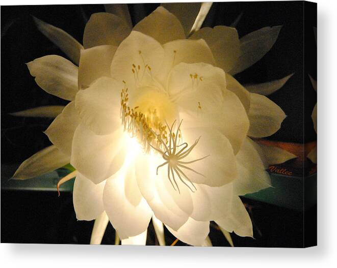 Cereus Canvas Print featuring the photograph Light Blooming Cereus by Vallee Johnson