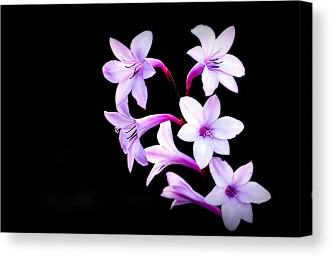 Flowers Canvas Print featuring the photograph Night Color by AJ Schibig