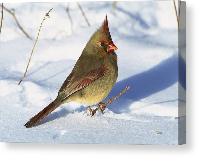 Feb0514 Canvas Print featuring the photograph Northern Cardinal Female On Snow by Tom Vezo