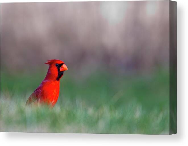 Bird Canvas Print featuring the photograph Northern Cardinal In Loup County by Chuck Haney