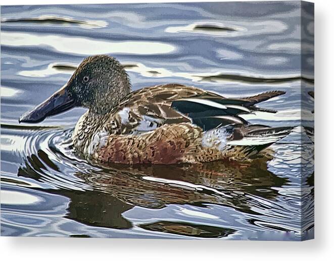 Duck Canvas Print featuring the photograph Northern Shoveler Photo Art by Constantine Gregory