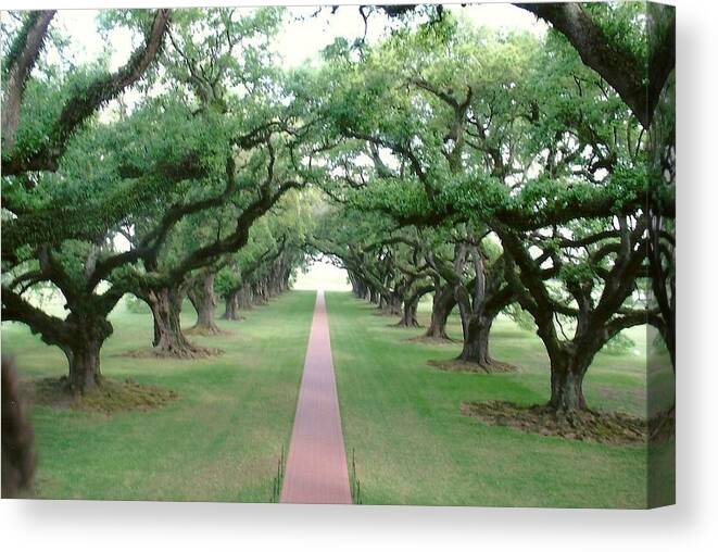 Trees Canvas Print featuring the photograph Oak Alley by Dody Rogers