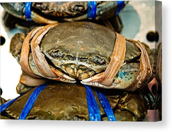 Crab Canvas Print featuring the photograph Ooh Crab by Dean Harte