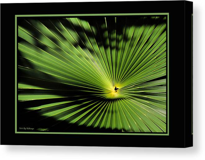 Palmetto Fan Canvas Print Canvas Print featuring the photograph Optical Illusion by Lucy VanSwearingen