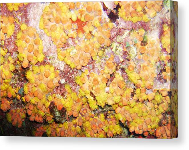 Ocean Canvas Print featuring the photograph Orange Cups by Lynne Browne
