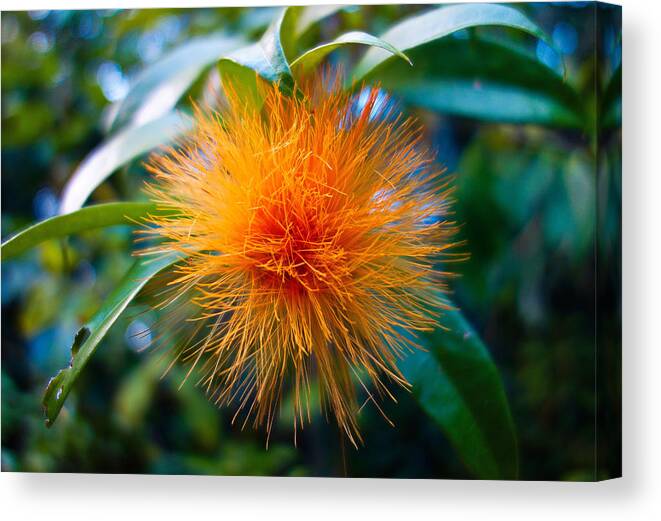 Orange Canvas Print featuring the photograph Orange Ohia 2 by Robert Meyers-Lussier