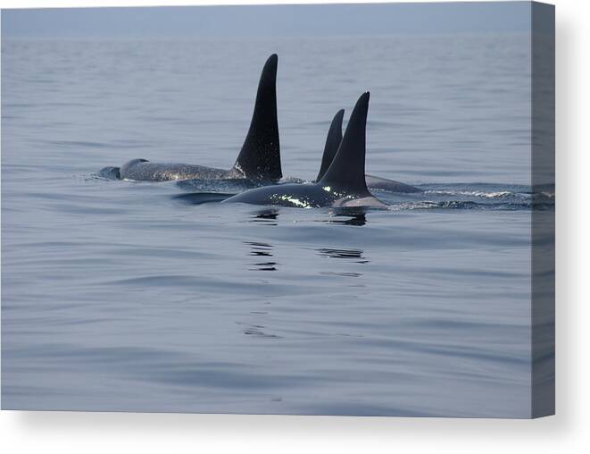 Orca Canvas Print featuring the photograph Orca Family by Marilyn Wilson