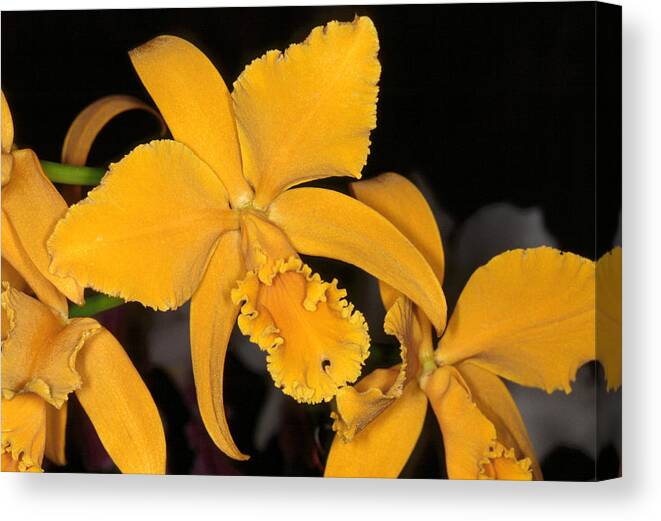 Flower Canvas Print featuring the photograph Orchid 5 by Andy Shomock