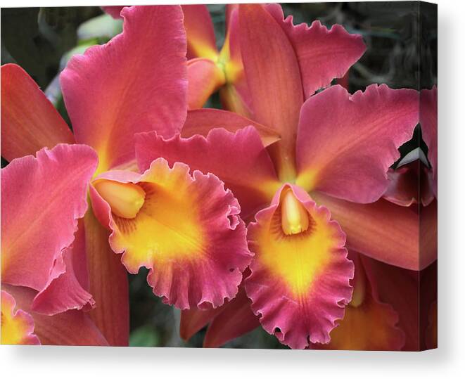 Nature Canvas Print featuring the photograph Orchids Ablaze by Harold Rau