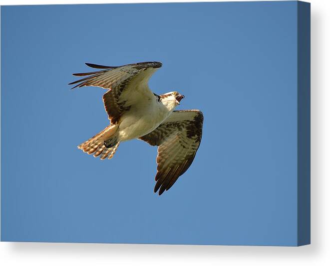 Osprey Canvas Print featuring the photograph Osprey by James Petersen