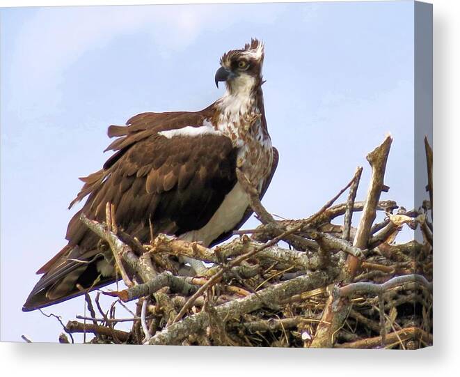 Birds Canvas Print featuring the photograph Osprey by Janice Drew