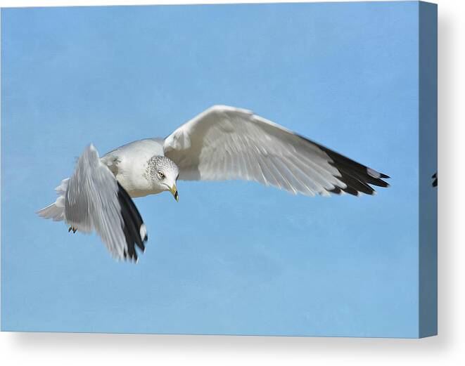 Ring Billed Gull Canvas Print featuring the photograph Out Of The Blue 7 by Fraida Gutovich