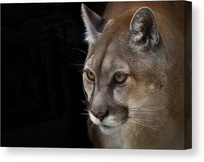 Cougar Canvas Print featuring the photograph From Out Of The Darkness by Annette Hugen
