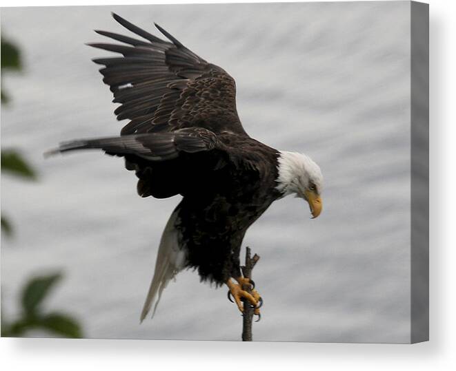 Eagle Canvas Print featuring the photograph Pacific Northwest Eagle by Mary Gaines