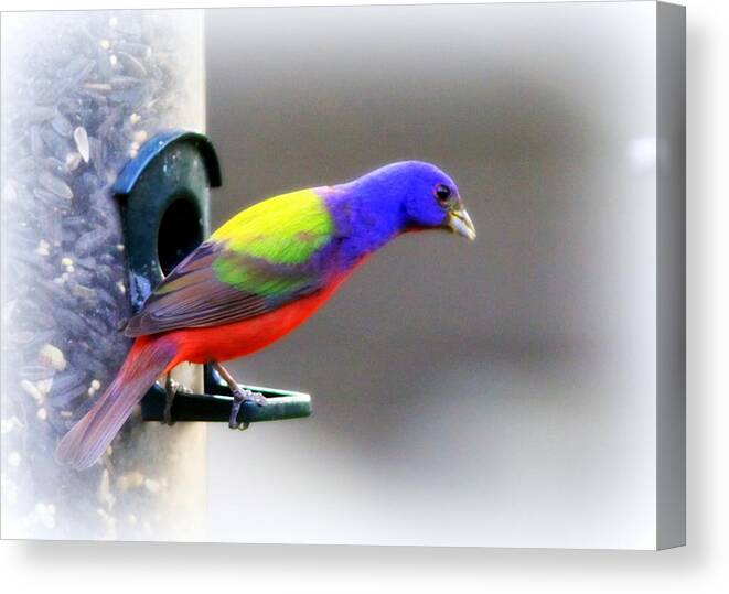 Bird Canvas Print featuring the photograph Painted Bunting - IMG 9755-004 by Travis Truelove