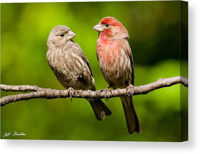 Affectionate Canvas Print featuring the photograph Pair of House Finches in a Tree by Jeff Goulden