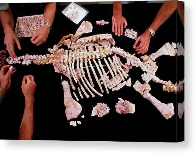 Palaenotology Canvas Print featuring the photograph Palaeontologists Reconstructing Fossil Plesiosaur by Peter Menzel/science Photo Library