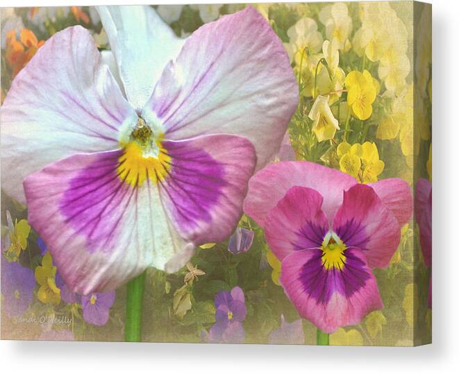 Pansy Canvas Print featuring the photograph Pansy Duo by Sandi OReilly