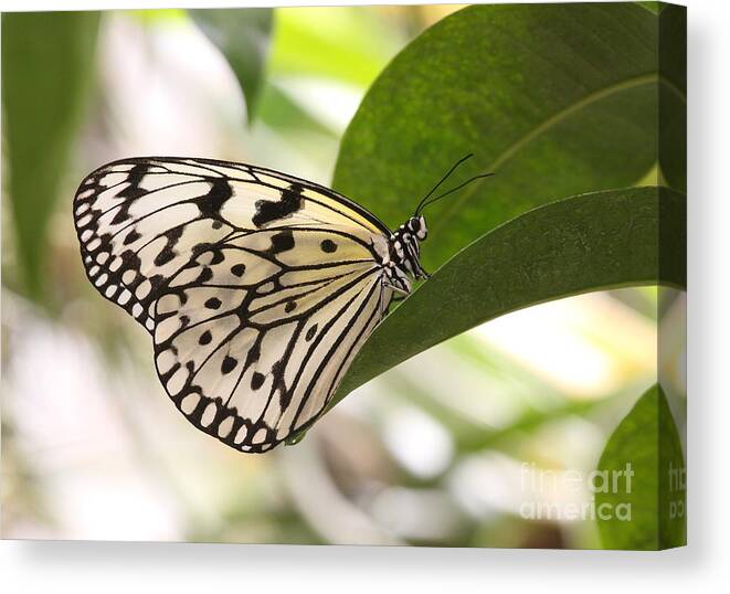 Butterfly Canvas Print featuring the photograph Paper Kite On A Leaf by Ruth Jolly
