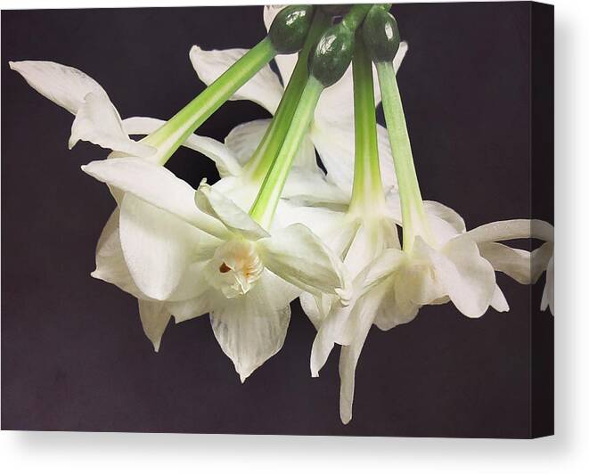 Floral Canvas Print featuring the photograph Paper White by Deborah Smith