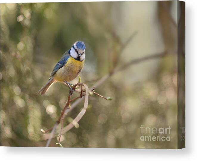 Blaminsky Canvas Print featuring the photograph Parus sitting on a thin branch by Jaroslaw Blaminsky