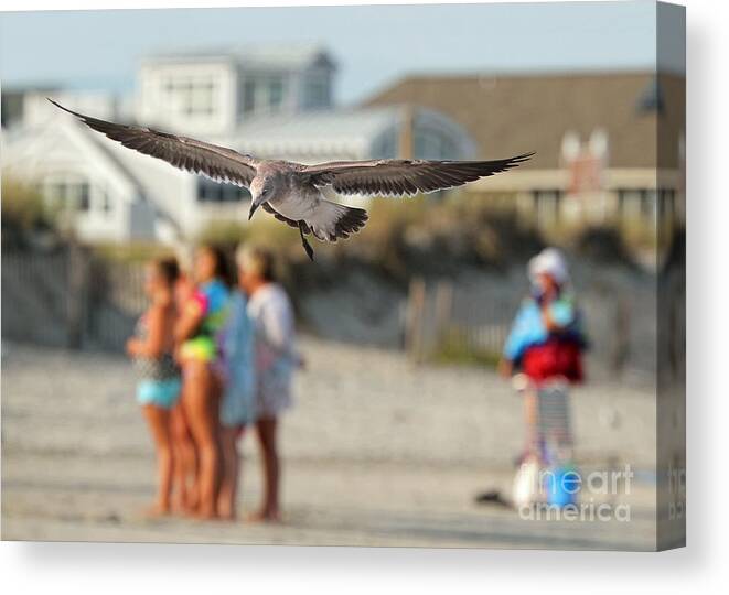 Seagulls Canvas Print featuring the photograph Look Out Below by Geoff Crego