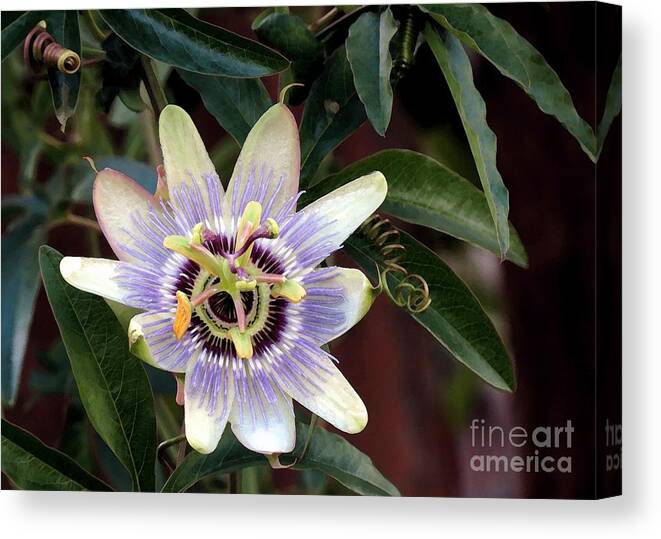 Botanical Canvas Print featuring the photograph Passion Flower by Chris Anderson
