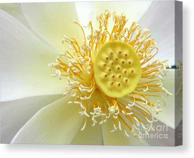 Flower Canvas Print featuring the photograph Pastel Lotus by Sabrina L Ryan