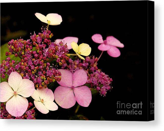 Flowers Canvas Print featuring the photograph Pastels From Anna by Linda Shafer