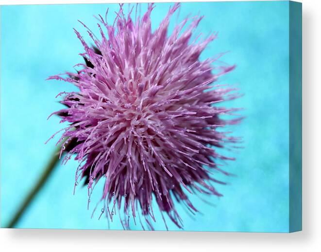Thistle Canvas Print featuring the photograph Peaceful Memories by Krissy Katsimbras