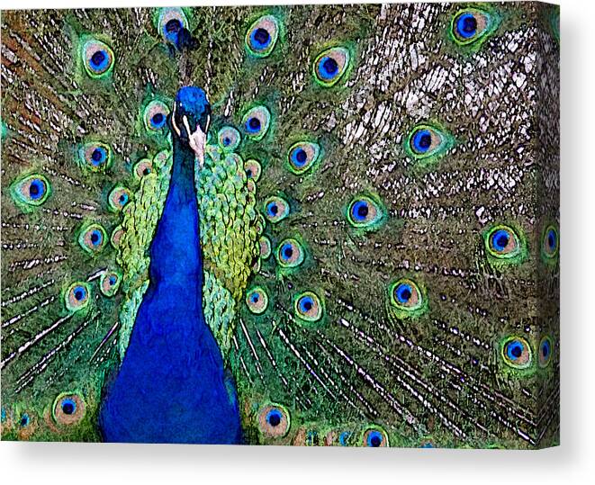 Peacock Canvas Print featuring the photograph Peacock by Patricia Bolgosano