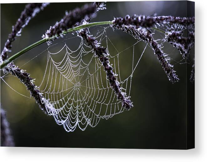 Pearl Drops On Silk Canvas Print featuring the photograph Pearl Drops On Silk by Dale Kincaid