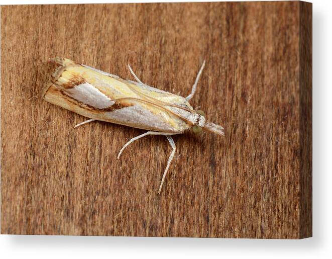 Insect Canvas Print featuring the photograph Pearl Grass-veneer Moth by Nigel Downer