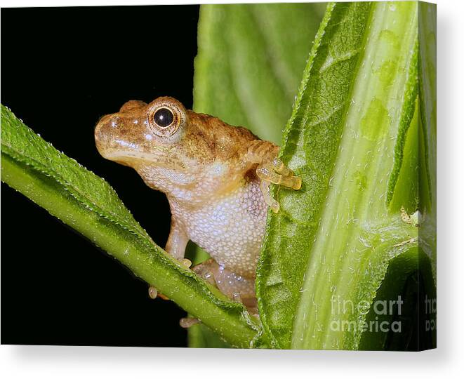 Frogs Canvas Print featuring the photograph Peek-A-Boo by Geoff Crego