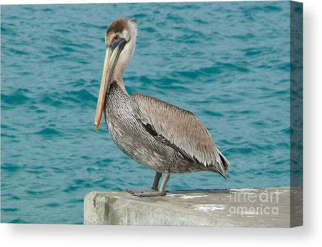 Pelican Canvas Print featuring the photograph Pelican by Amanda Mohler
