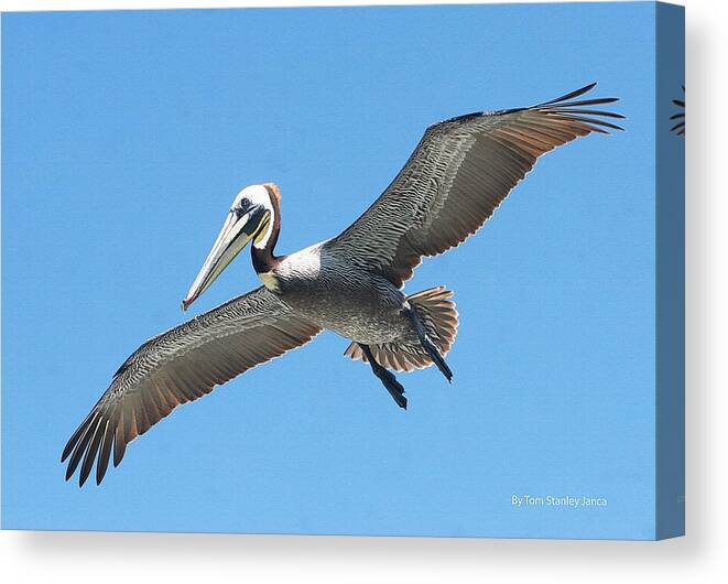 Pelican Landing On Pier Canvas Print featuring the photograph Pelican Landing On Pier by Tom Janca