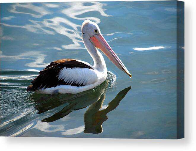 Bird Canvas Print featuring the photograph Pelican Reflections by Glen Johnson