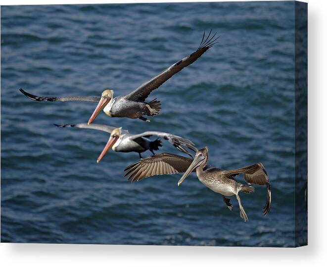 Pelicans Canvas Print featuring the photograph Pelicans in Flight by Dusty Wynne