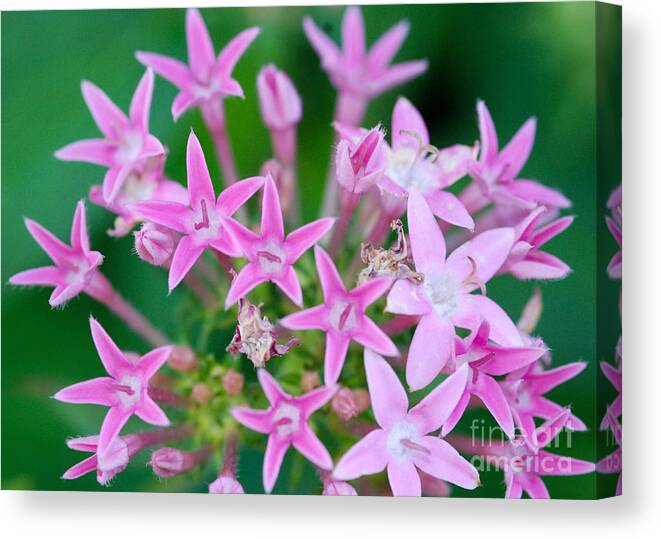 Star Shaped Flowers Canvas Print featuring the photograph Pentas 'Cranberry Punch' flowers by Optical Playground By MP Ray
