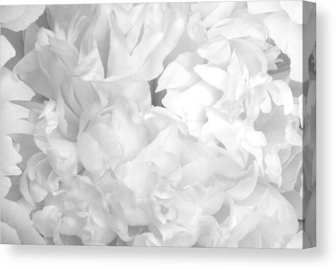 Peony Canvas Print featuring the photograph Peony petals by Denise Beverly