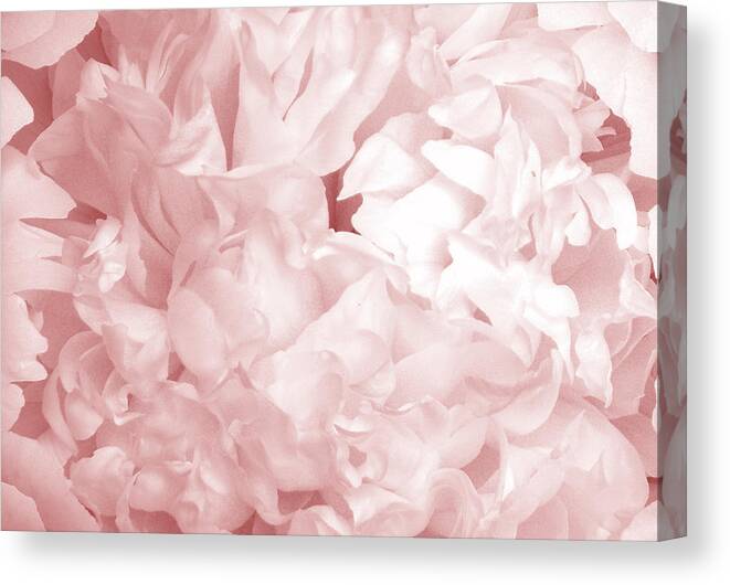 Peony Canvas Print featuring the photograph Peony pink beauty by Denise Beverly