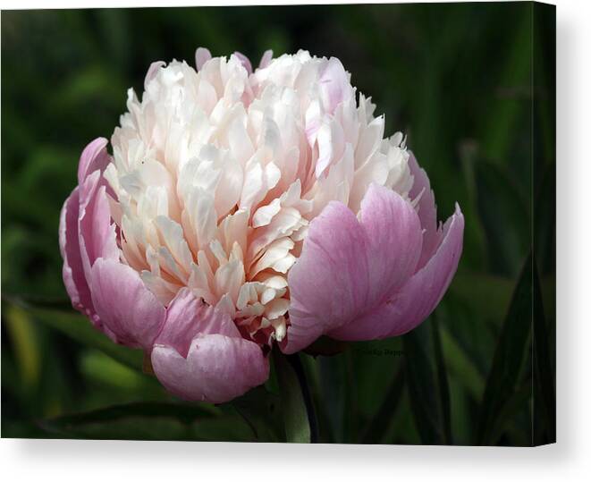 Peony Canvas Print featuring the photograph Peony Sorbet by Kristy Jeppson