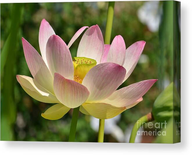 Lotus Canvas Print featuring the photograph Perfection by Kathy Baccari