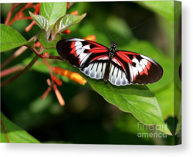 Macro Canvas Print featuring the photograph Piano Key Butterfly on Fire Bush by Sabrina L Ryan