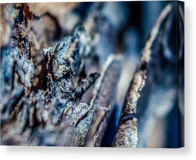 Abstract Canvas Print featuring the photograph Pine Bark Abstract by Traveler's Pics