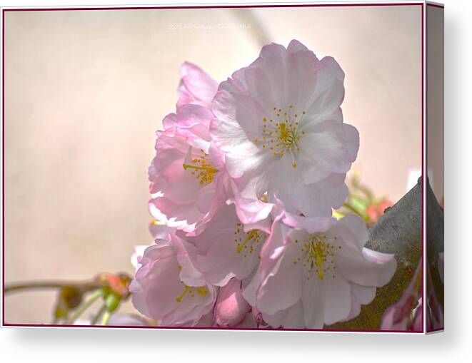 Pink Cherry Petals Canvas Print featuring the photograph Pink Cherry Petals by Sonali Gangane